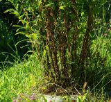 Solidago canadensis