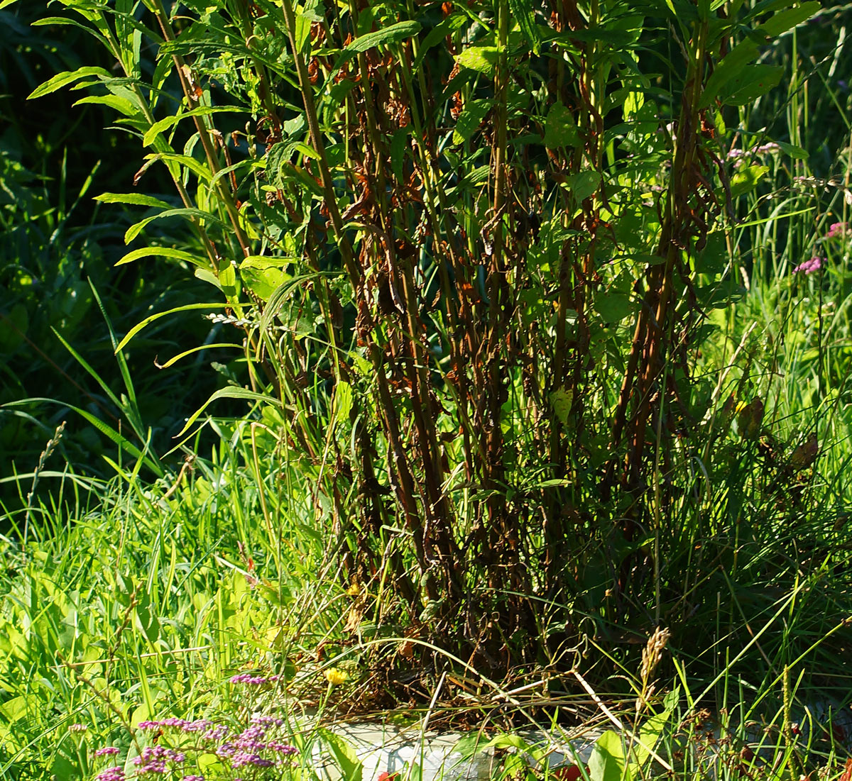 Image of Solidago canadensis specimen.