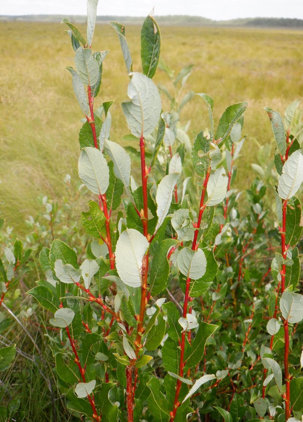 Изображение особи Salix starkeana.