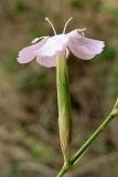 Dianthus ciliatus ssp. dalmaticus