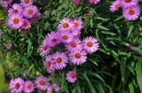 Symphyotrichum novae-angliae