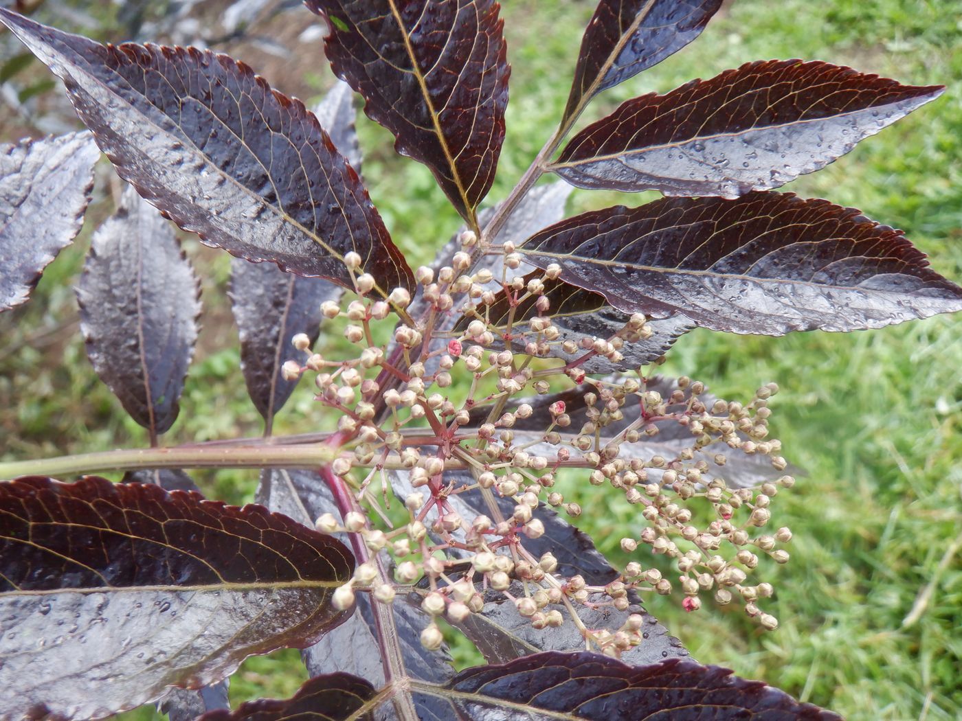 Изображение особи Sambucus nigra.