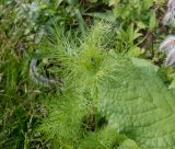 Nigella damascena