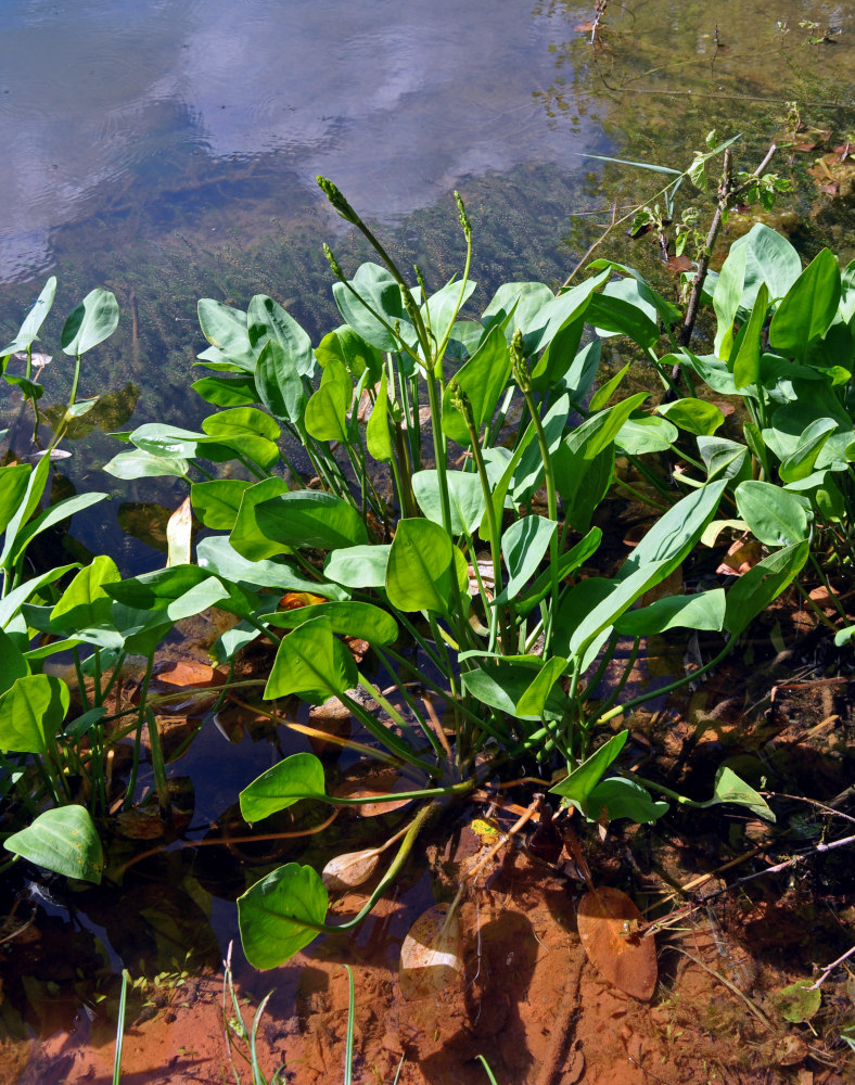 Image of Alisma plantago-aquatica specimen.