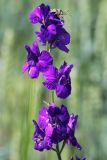 Delphinium ajacis. Соцветие с сидящим клопом. Ростовская обл., Пролетарский р-н, окр. г. Пролетарск, с/х поле. 01.06.2019.