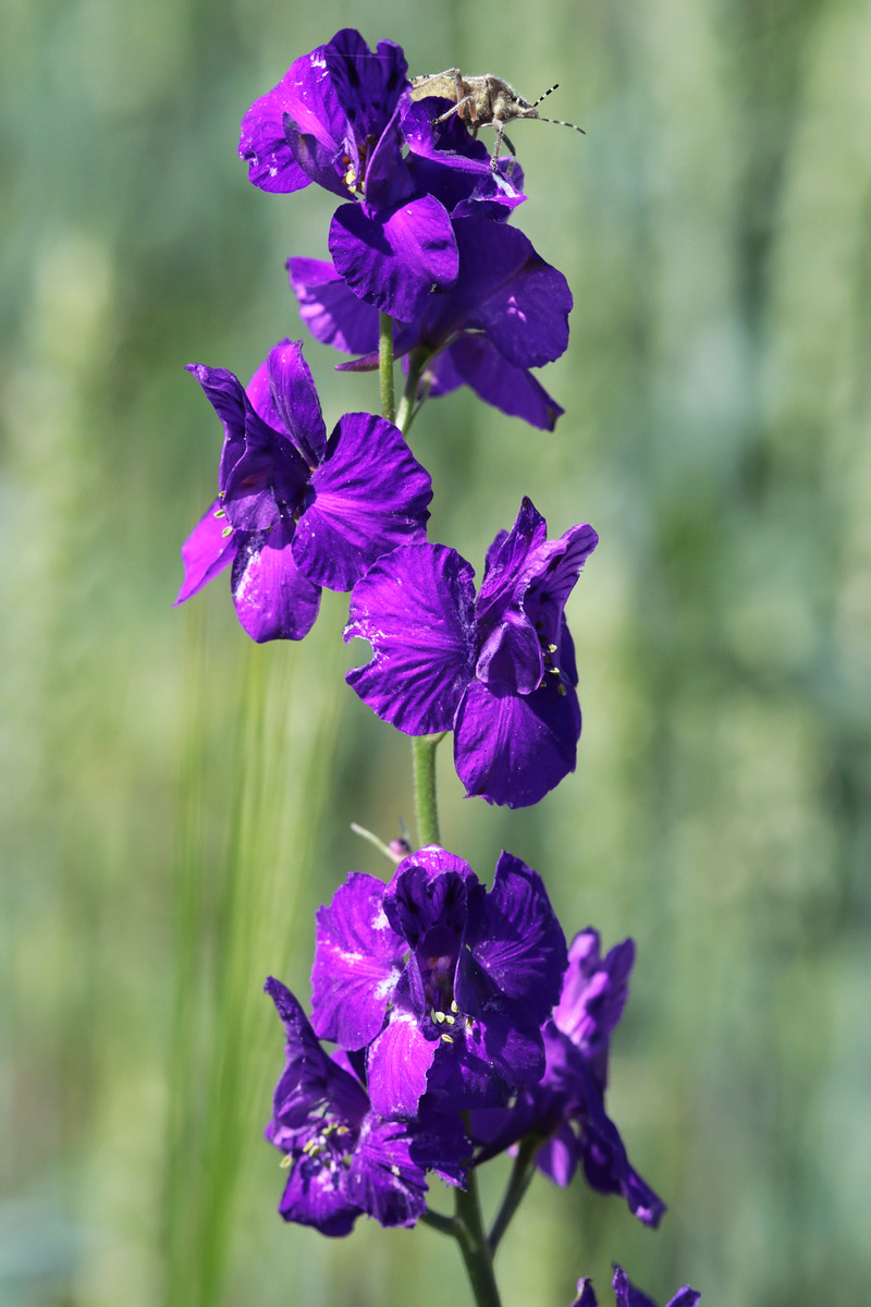 Image of Delphinium ajacis specimen.