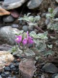 Scutellaria grandiflora. Верхушка веточки с соцветием. Республика Алтай, Онгудайский р-н, терраса слияния рек Катуни и Чуи, сухой склон. 03.07.2017.