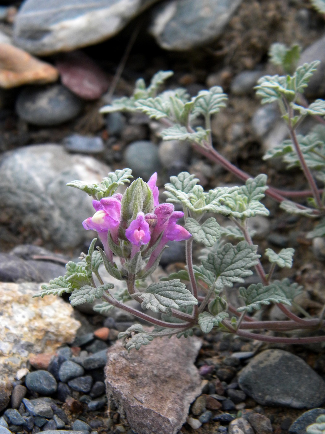 Изображение особи Scutellaria grandiflora.