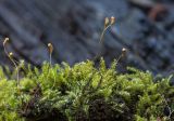 Bryopsida