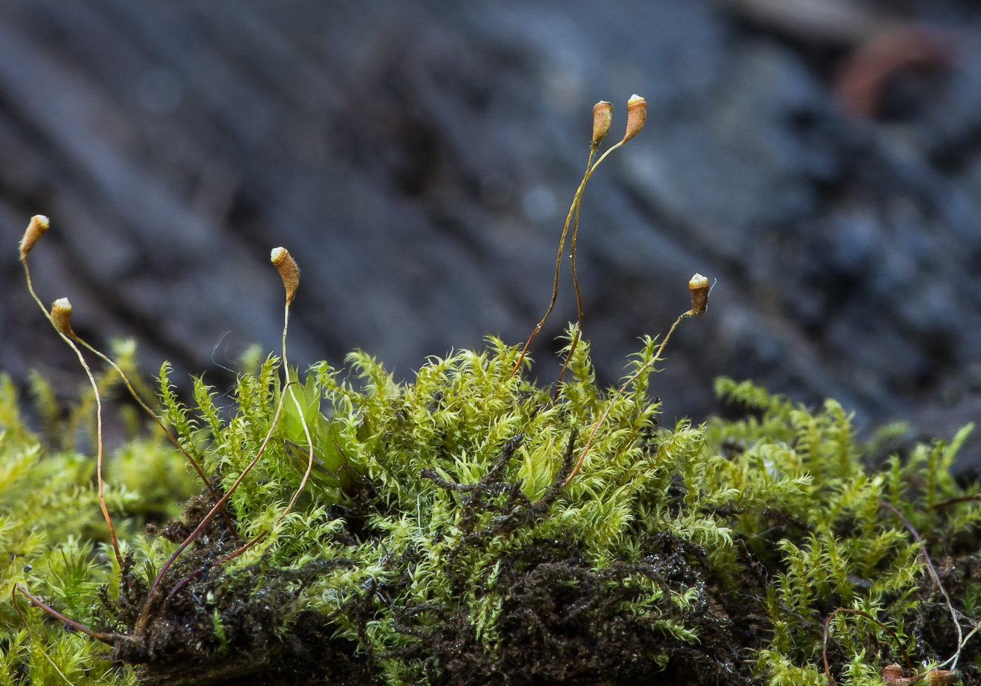 Image of class Bryopsida specimen.