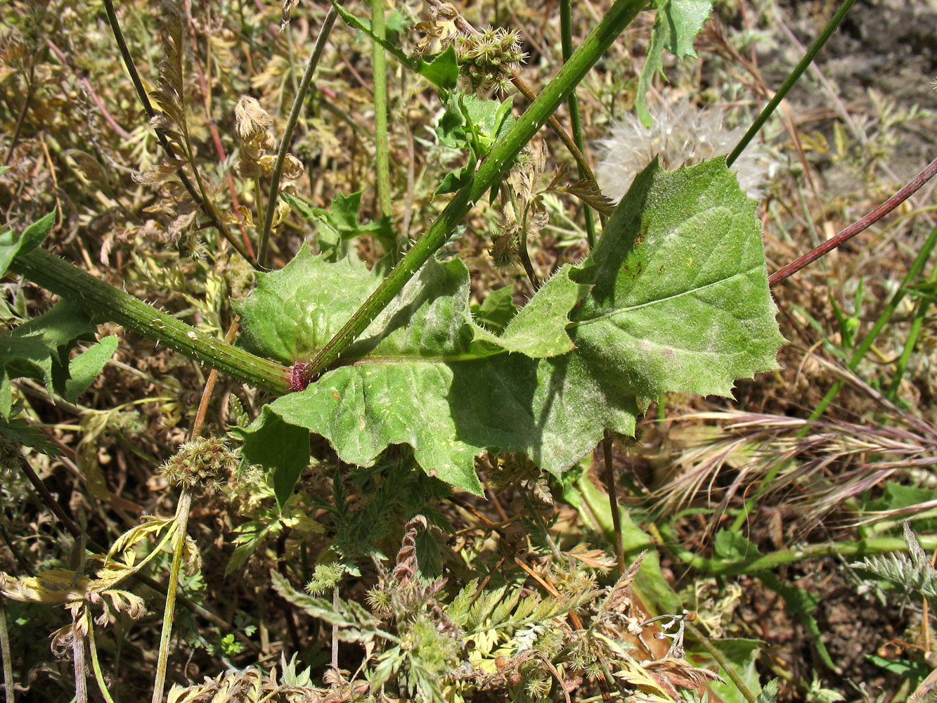 Image of Urospermum picroides specimen.