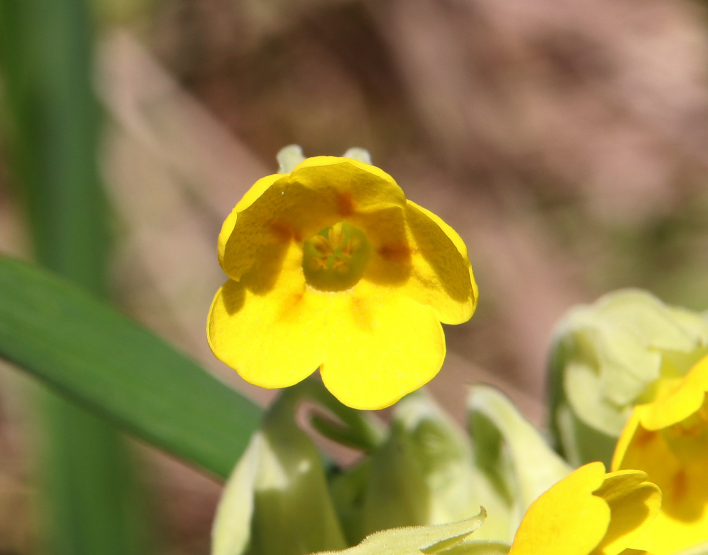 Изображение особи Primula veris.