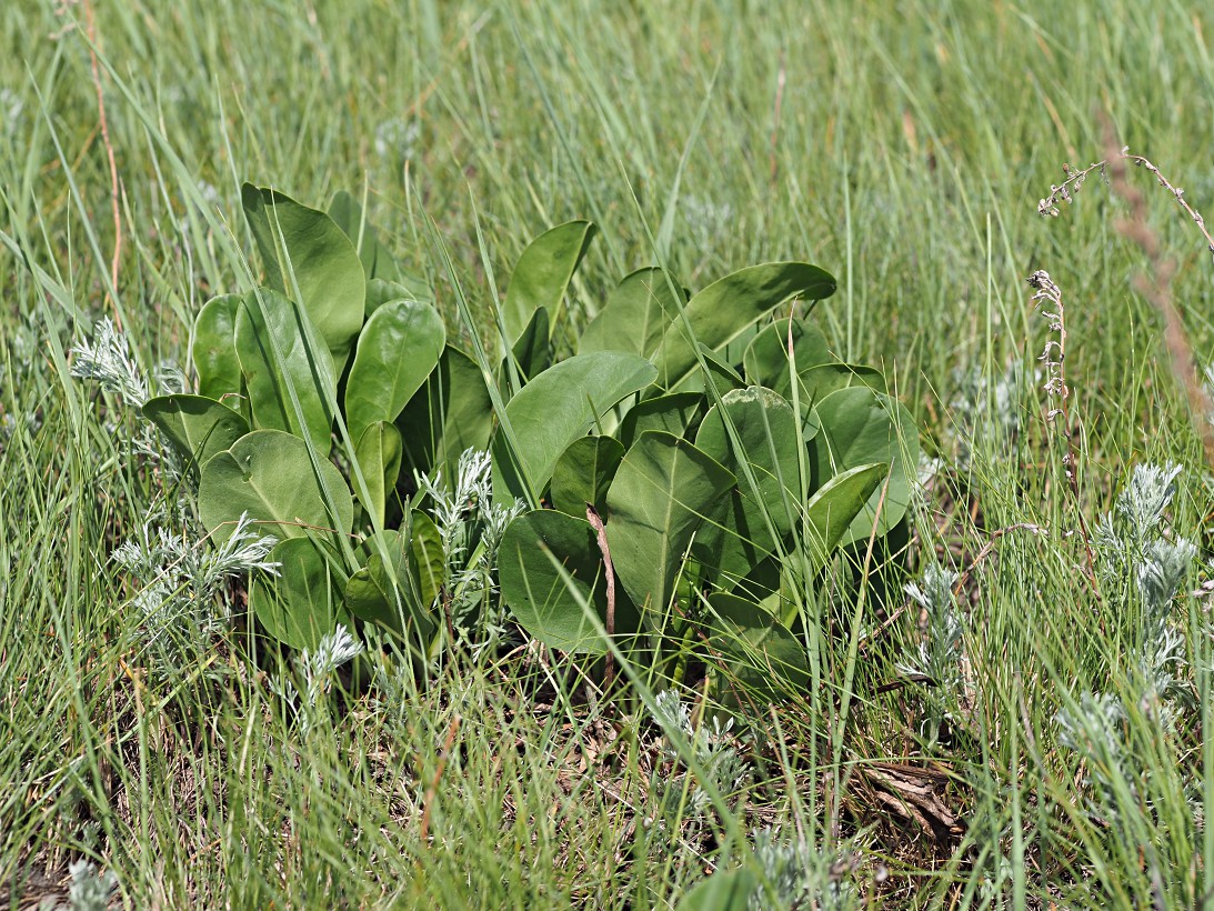 Image of Limonium gmelinii specimen.