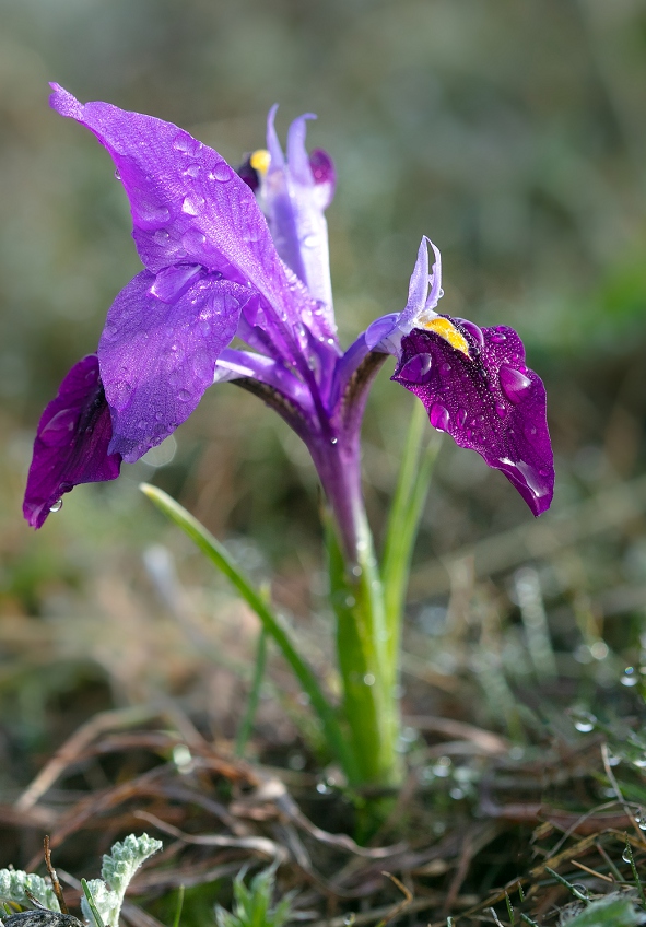 Изображение особи Iridodictyum kolpakowskianum.