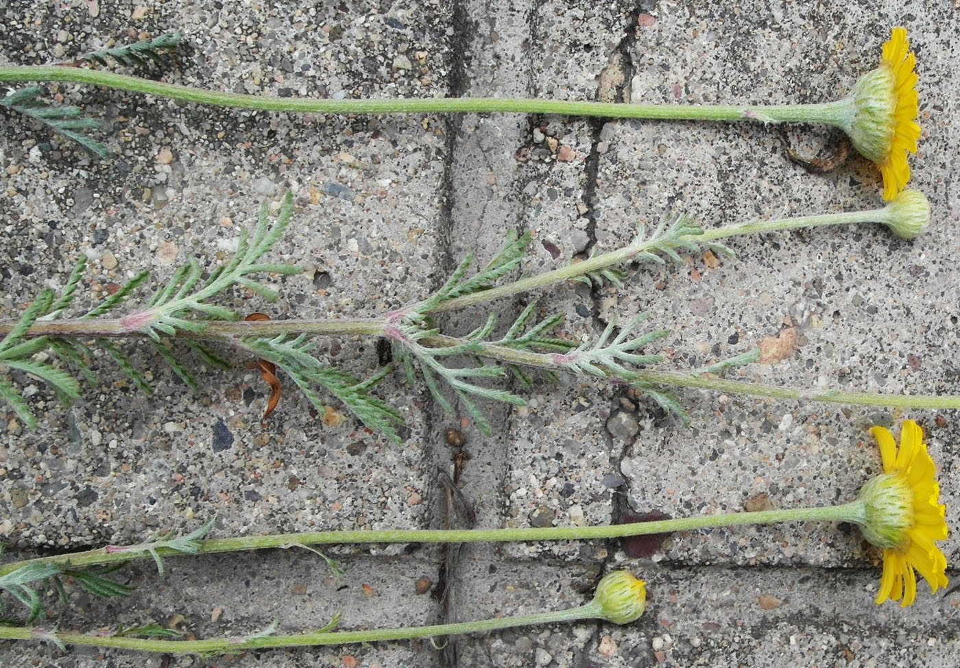 Image of Anthemis tinctoria specimen.