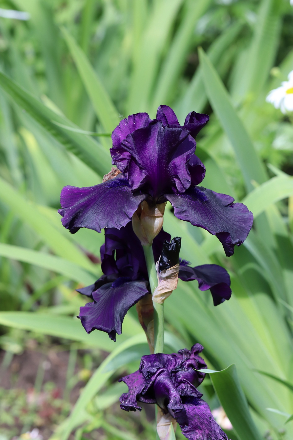 Image of Iris &times; hybrida specimen.