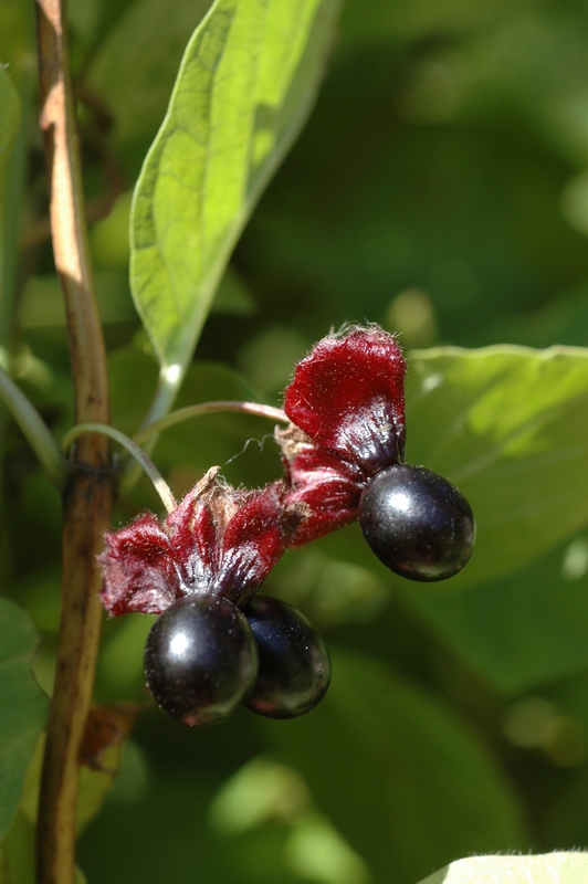 Image of Lonicera involucrata var. ledebourii specimen.