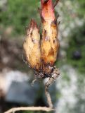 Orobanche kurdica