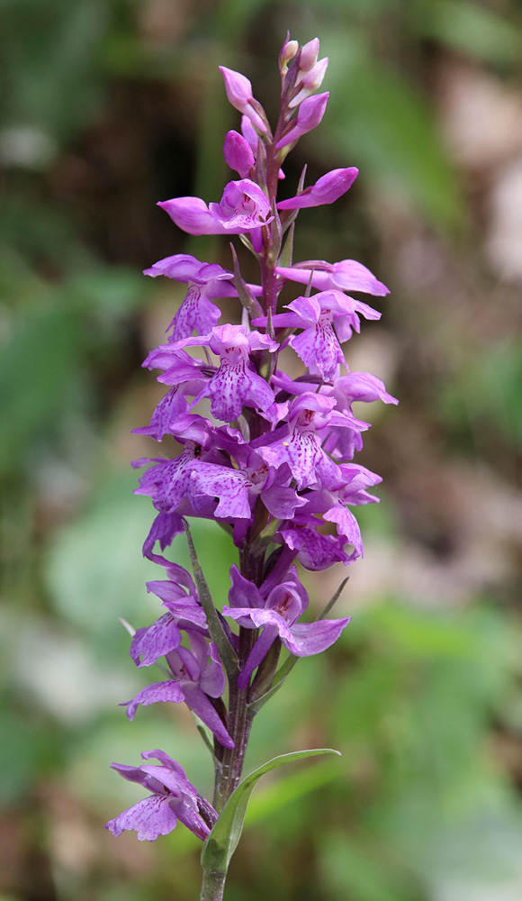 Изображение особи Dactylorhiza saccifera.