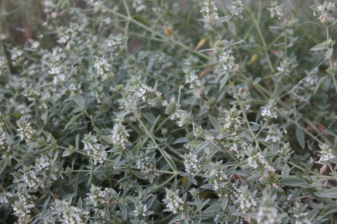 Image of Marrubium peregrinum specimen.