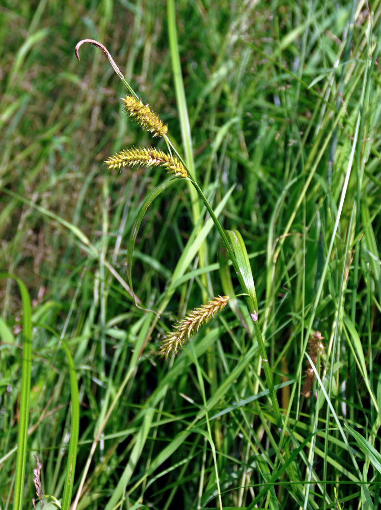 Изображение особи Carex vesicata.