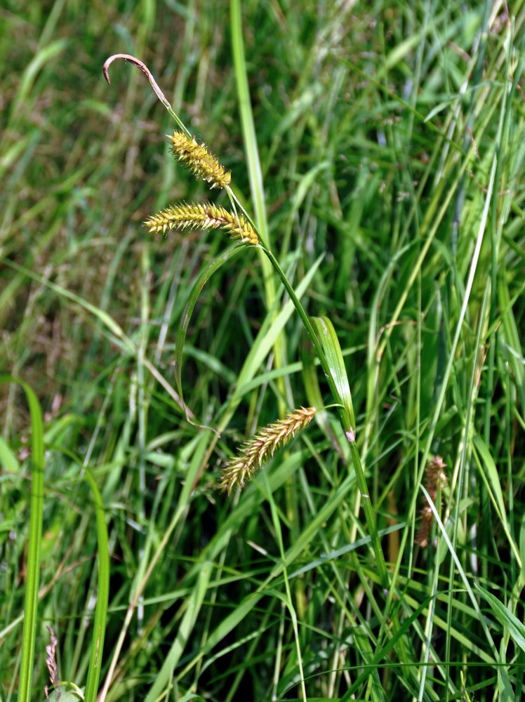 Image of Carex vesicata specimen.