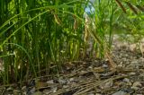 Carex acuta. Верхушка доцветающего растения. Свердловская обл., Красноуфимский округ, Усть-Машский сельский совет, окр. дер. Русский Усть-Маш, прибрежный галечниик. 13 июня 2021 г.