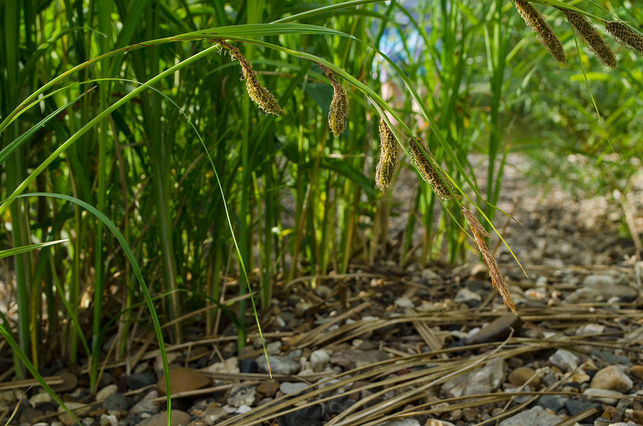 Изображение особи Carex acuta.