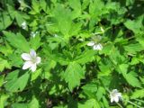 Geranium sibiricum. Верхушка цветущего побега с бутоном. Республика Беларусь, Минская обл, Минский р-н, недалеко от агрогородка \"Мачулищи\", обочина дороги между ж.-д. путями и сосновым лесом. 08.08.2021.