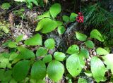 Paeonia obovata