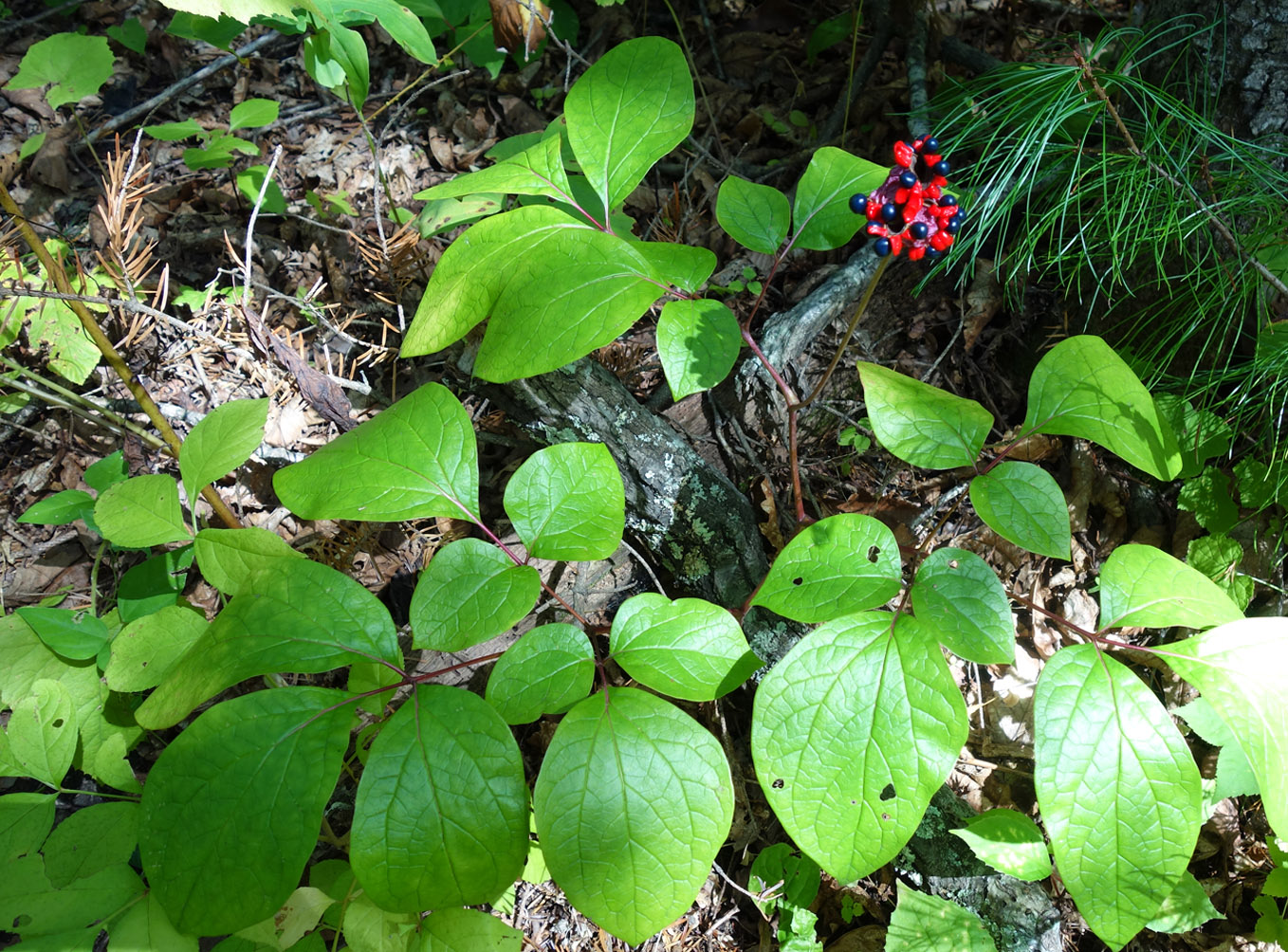 Image of Paeonia obovata specimen.