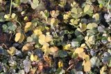Marsilea quadrifolia
