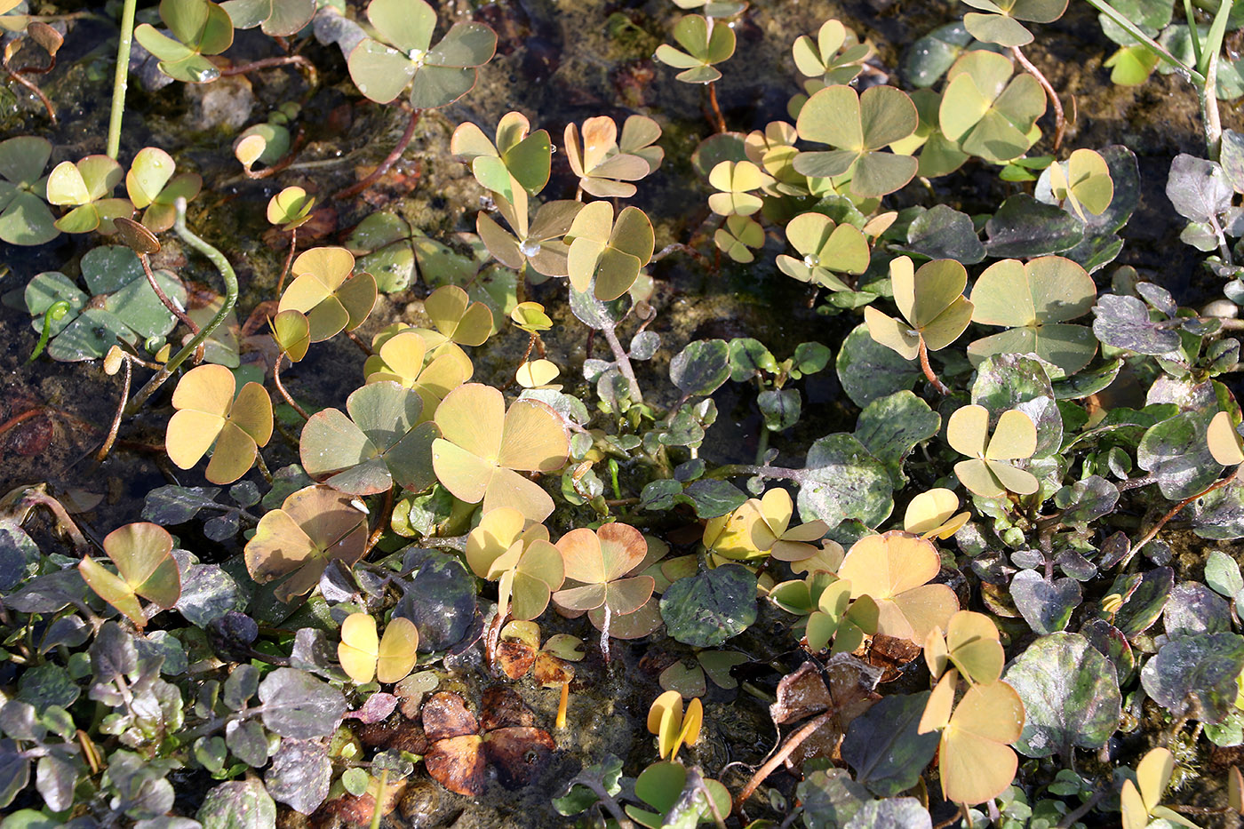 Image of Marsilea quadrifolia specimen.