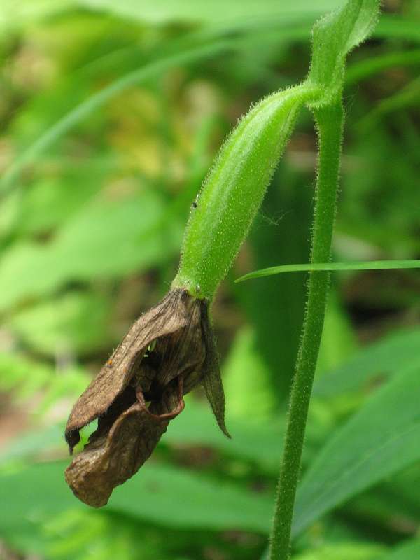 Image of Cypripedium yatabeanum specimen.