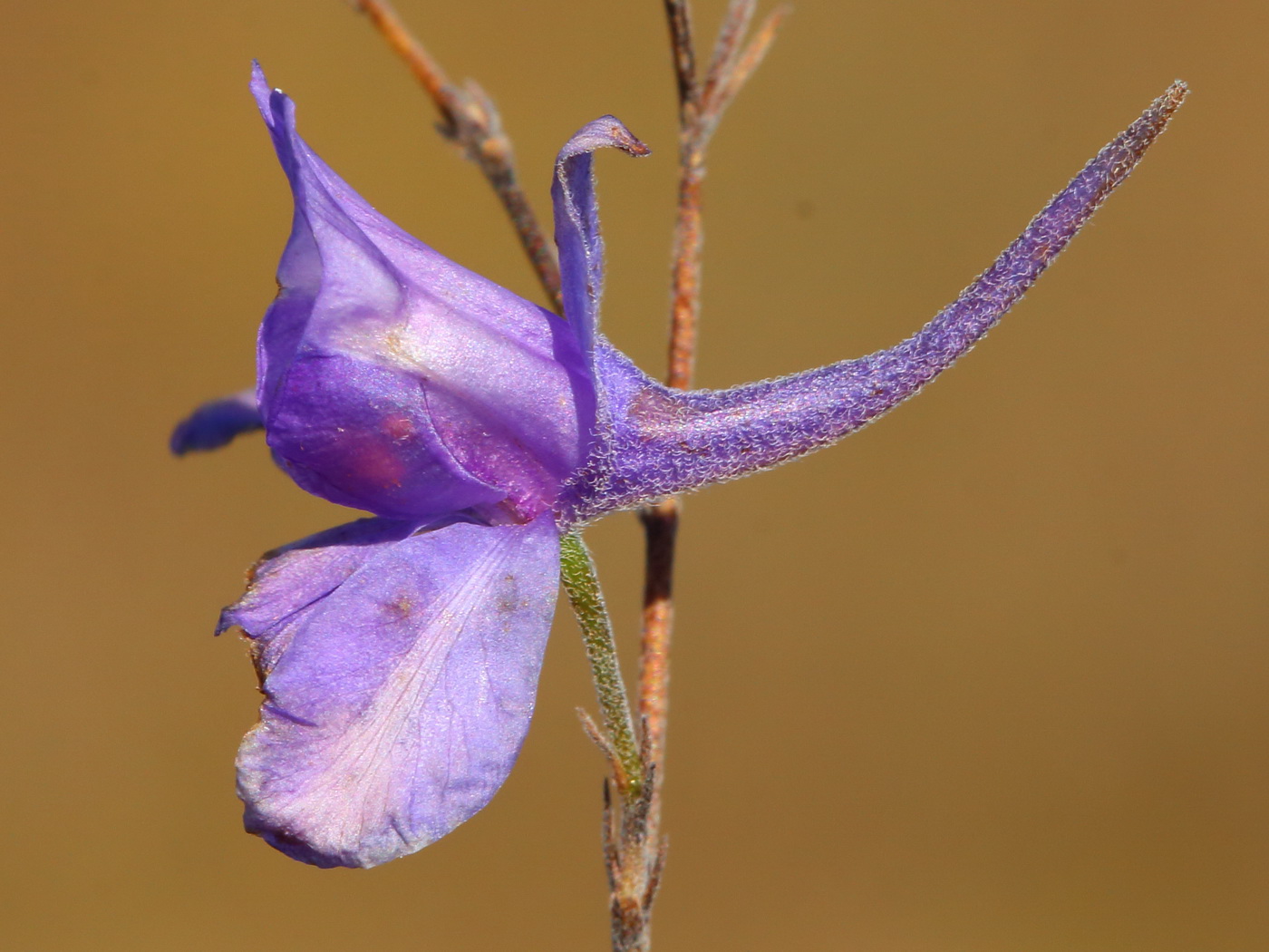 Image of Delphinium consolida specimen.