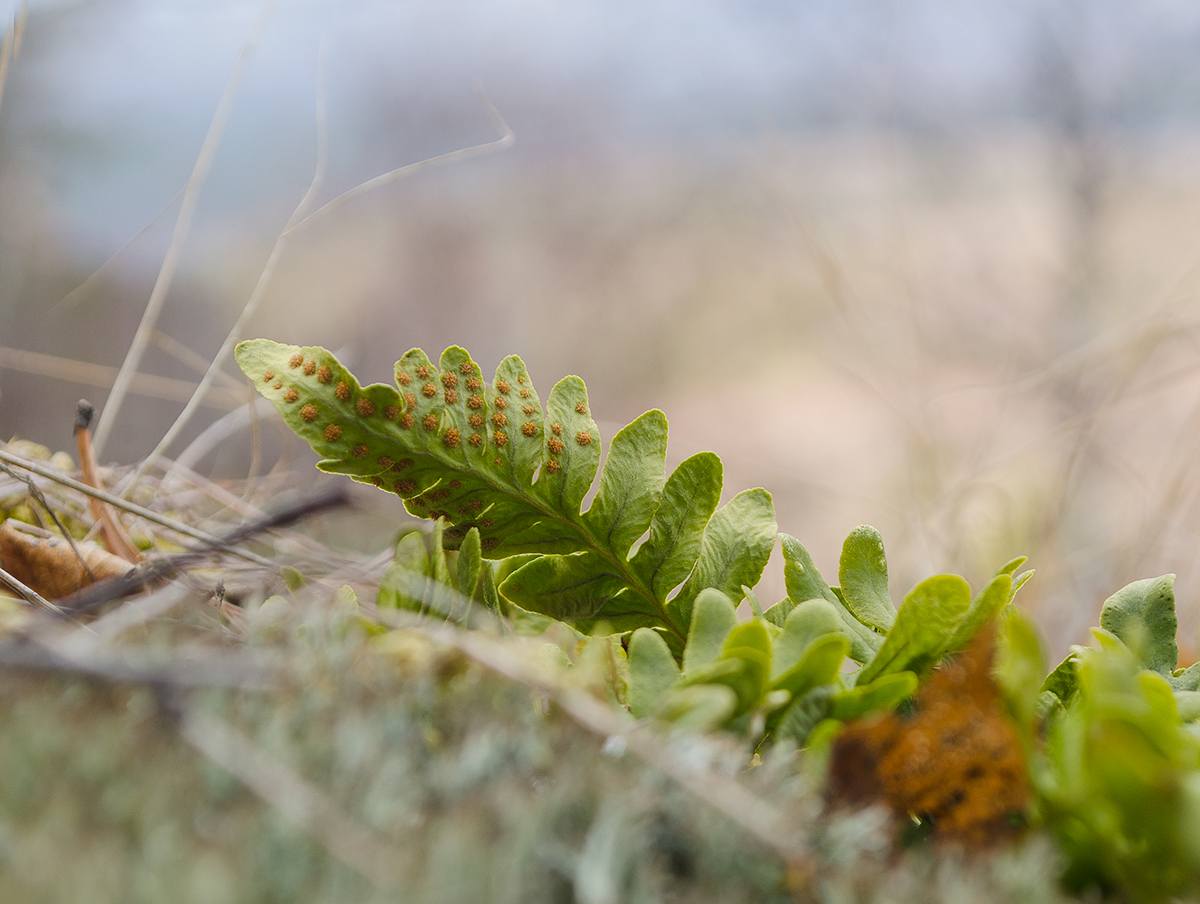 Изображение особи Polypodium vulgare.