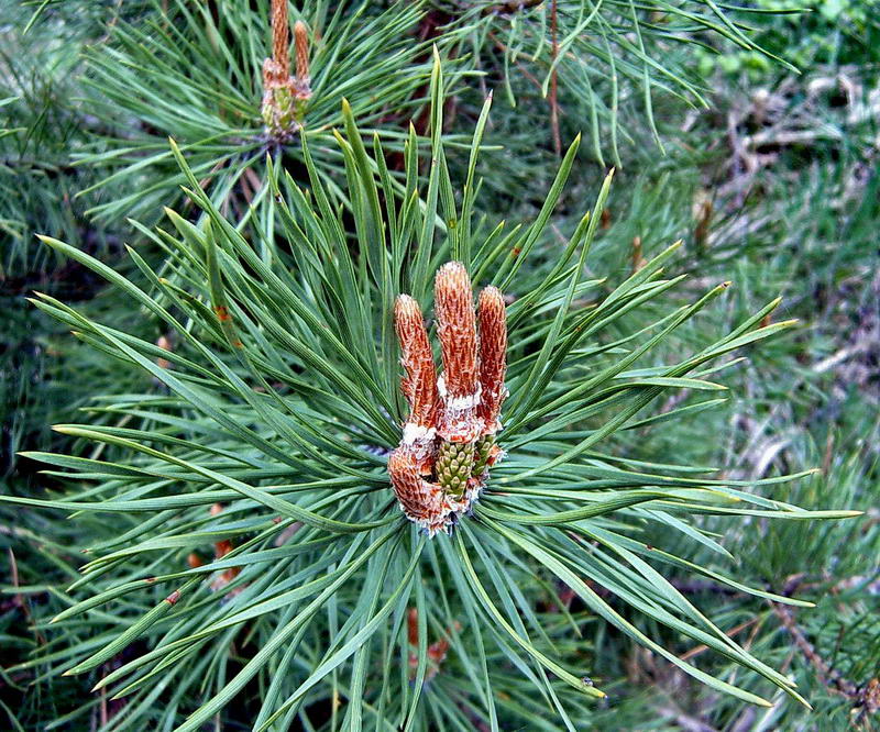 Image of Pinus sylvestris specimen.