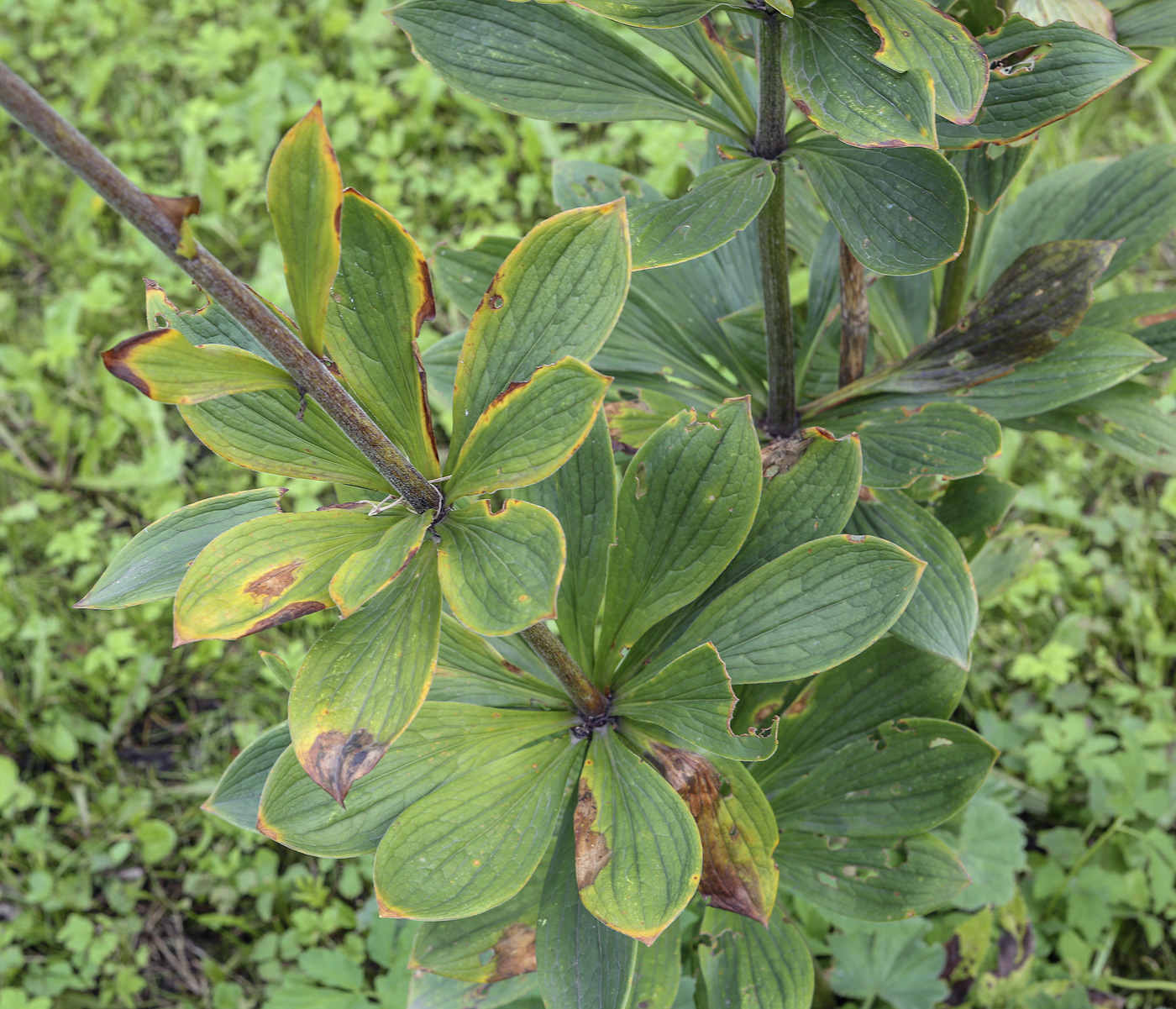 Image of genus Lilium specimen.