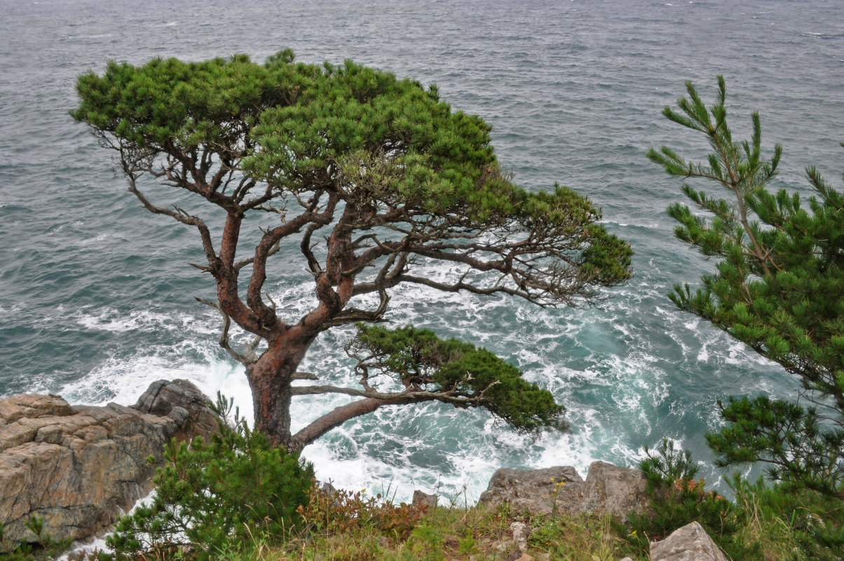 Image of Pinus densiflora specimen.