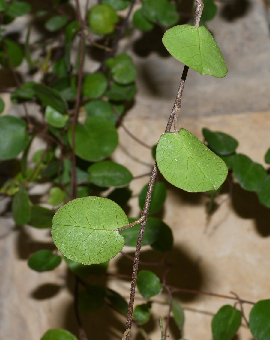 Image of Muehlenbeckia complexa specimen.