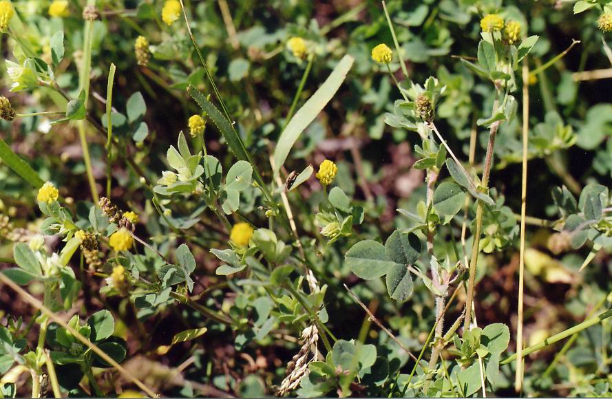 Изображение особи Medicago lupulina.