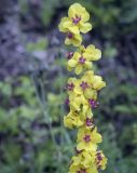 Verbascum nigrum