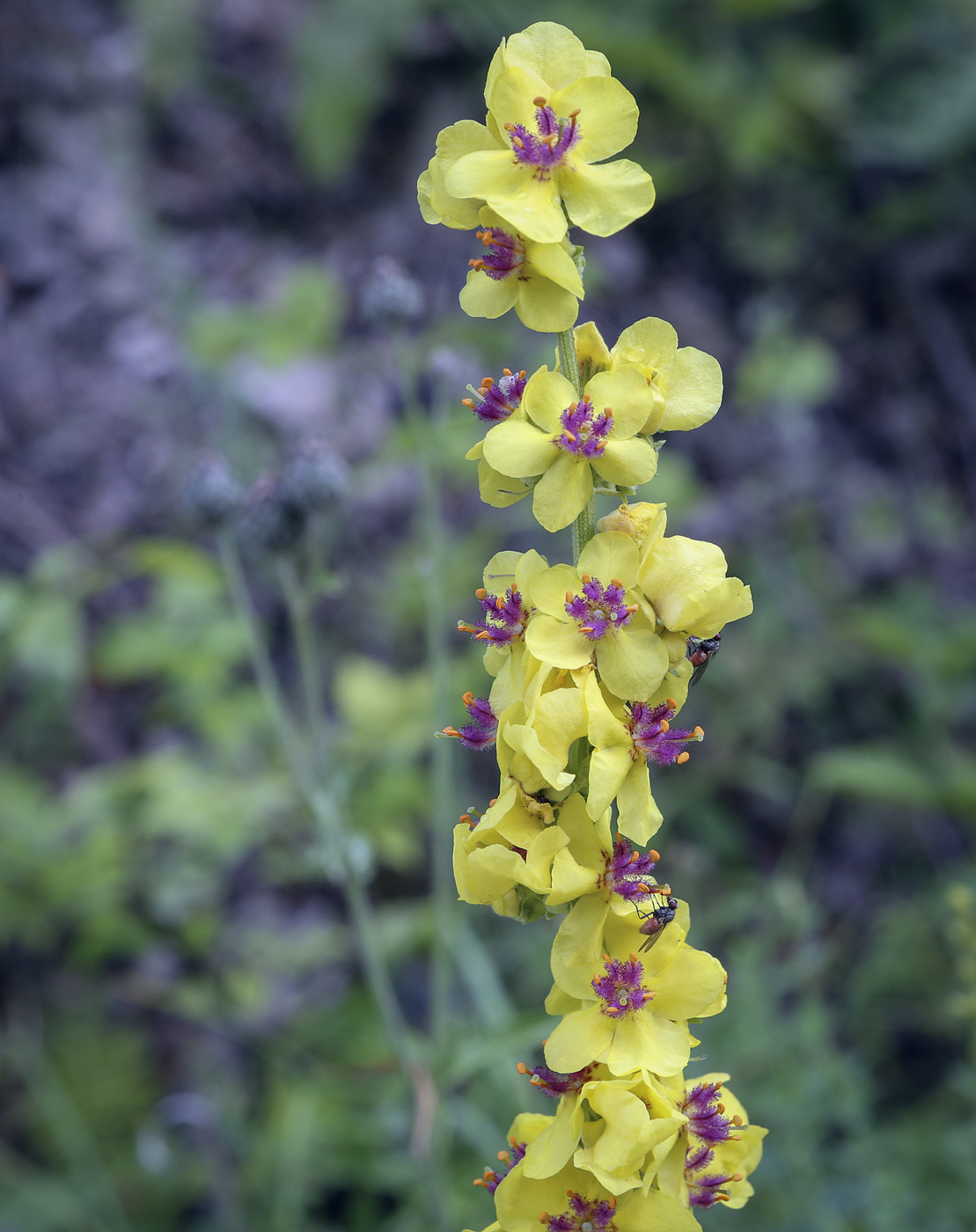 Изображение особи Verbascum nigrum.