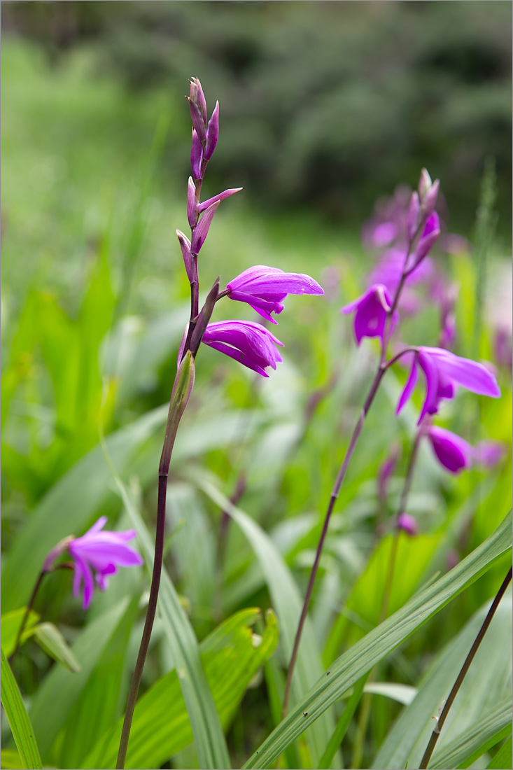 Image of Bletilla striata specimen.
