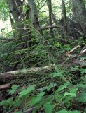 Equisetum pratense