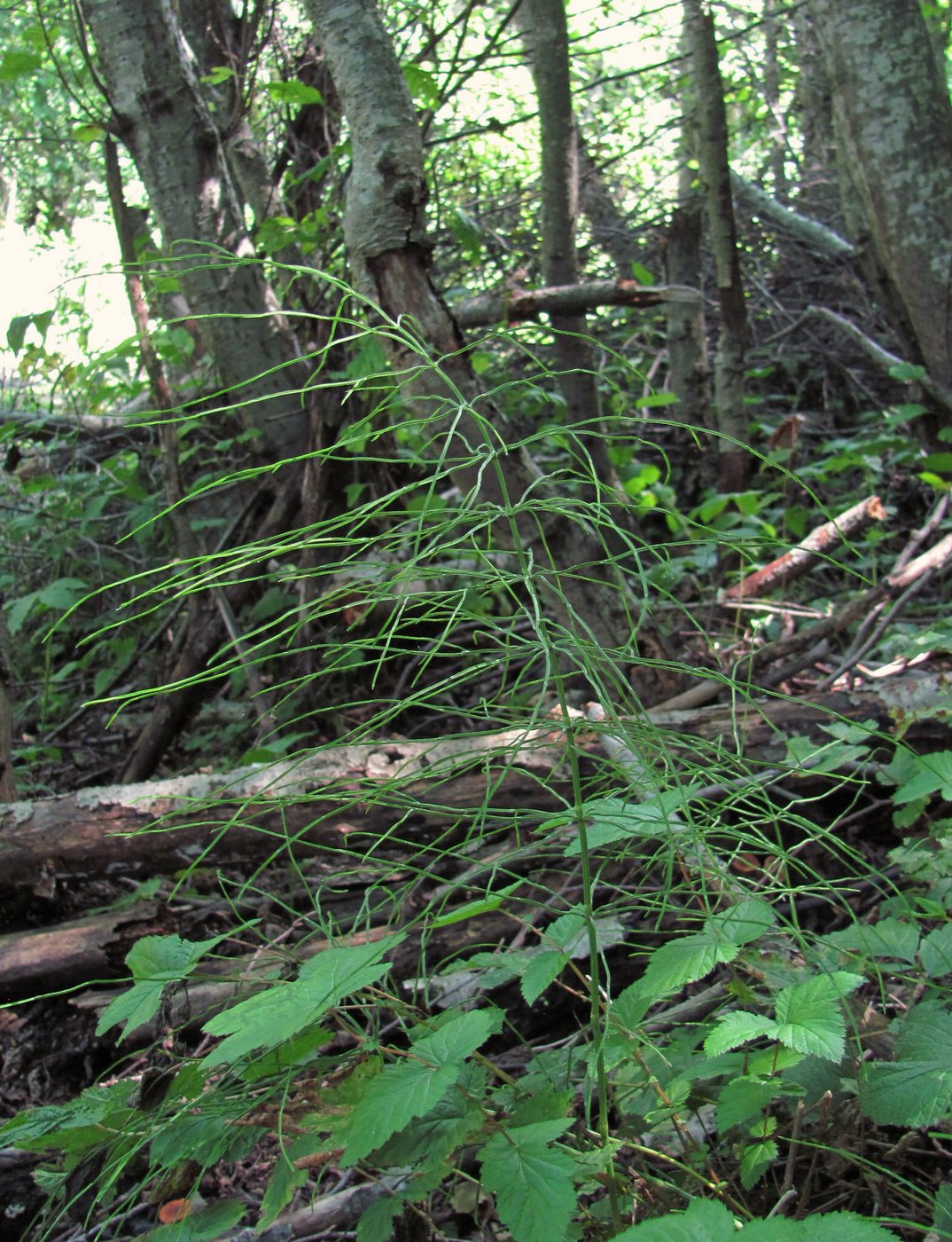 Image of Equisetum pratense specimen.