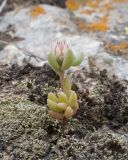 genus Sedum. Плодоносящее растение. Кабардино-Балкария, Черекский р-н, Кабардино-Балкарский высокогорный заповедник, Черек-Безенгийское ущелье, окр. альплагеря \"Безенги\", ≈ 2200 м н.у.м., отложенная боковая морена, на большом валуне, на слоевище лишайника. 17.08.2021.