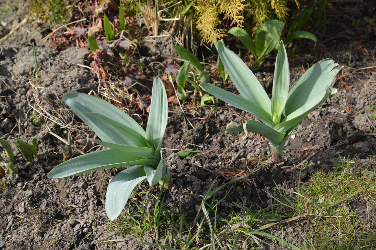 Image of genus Allium specimen.