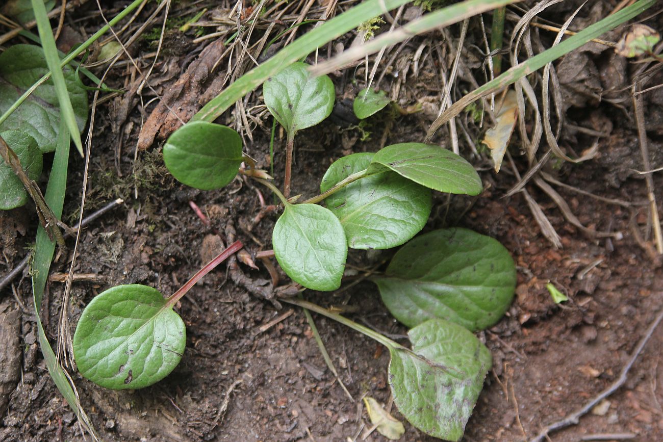 Изображение особи род Pyrola.