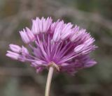 Allium rubellum